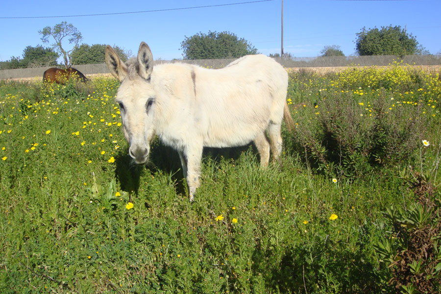 Can Paulino Mallorca - Pferd&Esel - Tierhaltung - Esel