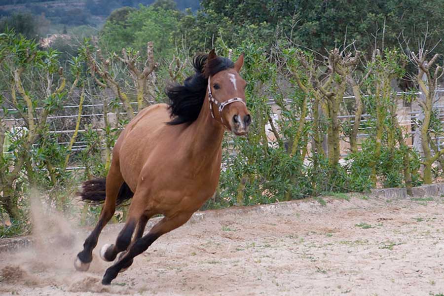 Can Paulino Mallorca - Pferd&Esel - Tierhaltung