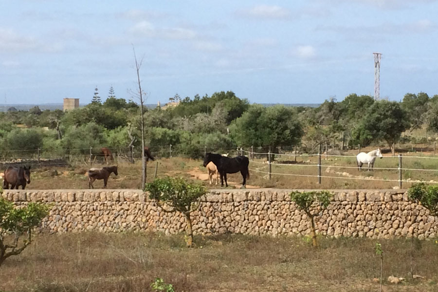 Can Paulino Mallorca - Pferd&Esel - Tierhaltung