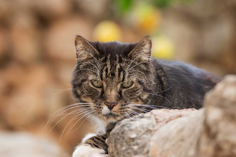 Can Paulino Mallorca - Bildern - Katze