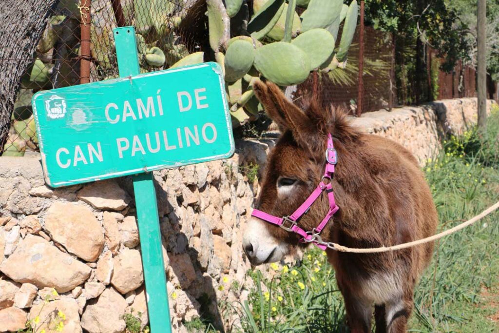 Donkey hike in mallorca - a very special experience (2020) - Can Paulino
